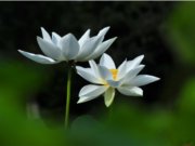 擺渡台東慈濟人的故事