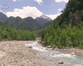 野生动物的秘密第三季