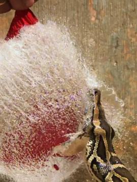 巨蟒入侵与奈杰尔·马文一起探寻佛罗里达