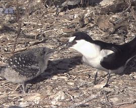 野生动物的秘密第四季