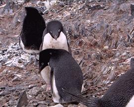 野生动物的秘密第二季